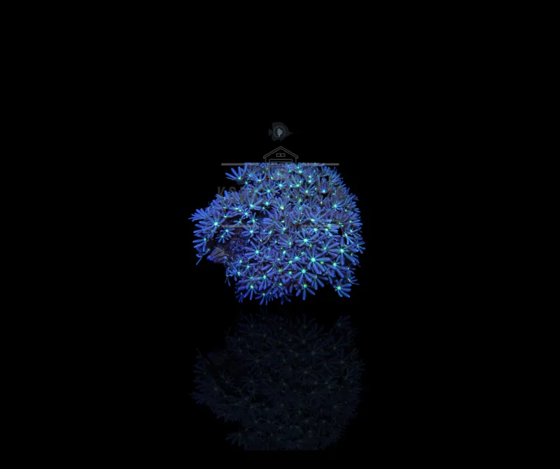 Knopia Octocontacanalis